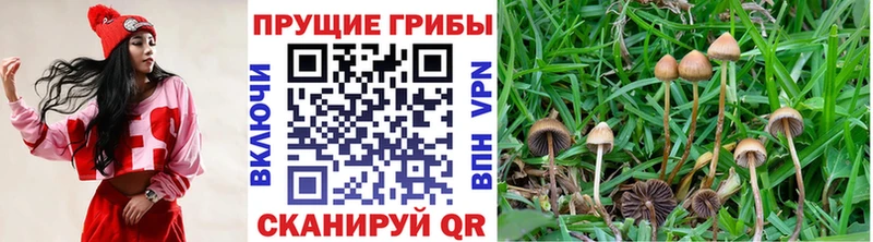 Купить где  Урус-Мартан  Псилоцибиновые грибы ЛСД 